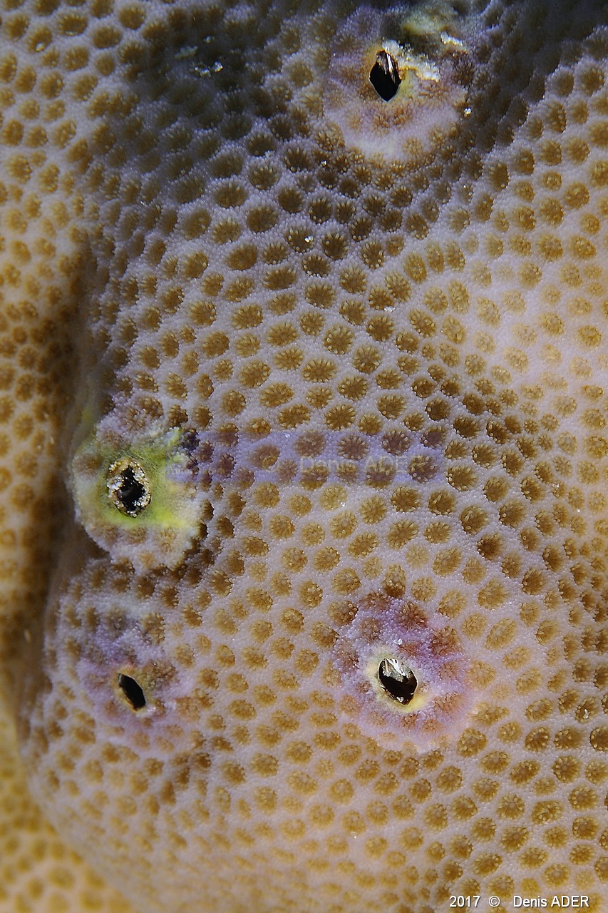 Porites solida Balane de corail Genre-espece-Safaga Tobia kebir-8m-20171120-Denis-ADER-DSC_3198_tn.jpg